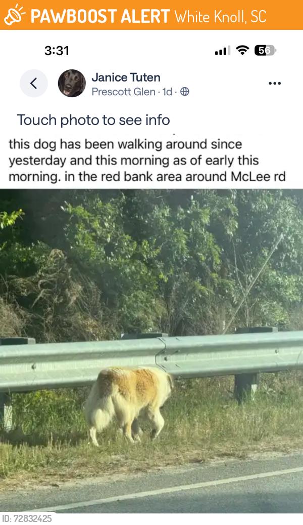 Found/Stray Male Dog last seen mclee rd, White Knoll, SC 29073