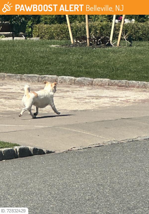 Found/Stray Unknown Dog last seen Division Ave., Belleville, NJ 07109