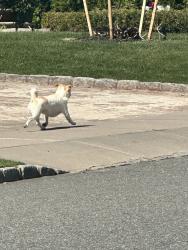 Found/Stray Unknown Dog last seen Division Ave., Belleville, NJ 07109