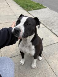 Found/Stray Female Dog last seen 35th street , Oakland, CA 94612