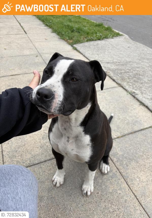 Found/Stray Female Dog last seen 35th street , Oakland, CA 94612