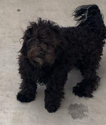 Found/Stray Male Dog last seen Near Sea View Drive , Thermal, CA 92274