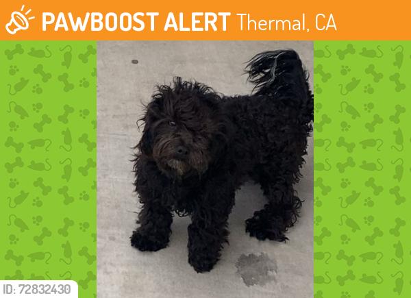 Found/Stray Male Dog last seen Near Sea View Drive , Thermal, CA 92274
