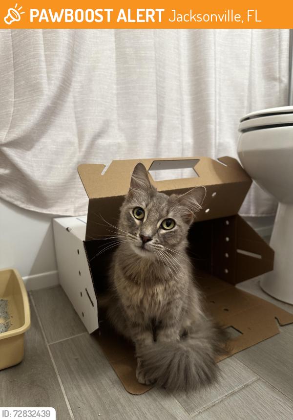Found/Stray Female Cat last seen Cinemark Movie Theater, Jacksonville, FL 32225
