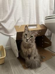 Found/Stray Female Cat last seen Cinemark Movie Theater, Jacksonville, FL 32225