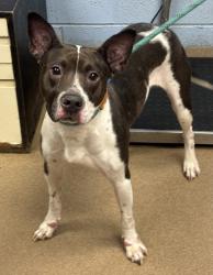 Shelter Stray Female Dog last seen Heritage drive & briarwillow drive Decatur 30034, 30034, GA, Atlanta, GA 30341