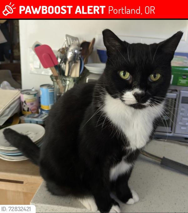 Lost Female Cat last seen Burnside and 114th, Portland, OR 97220
