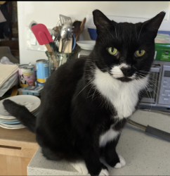 Lost Female Cat last seen Burnside and 114th, Portland, OR 97220