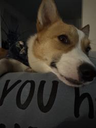 Lost Female Dog last seen Chewning park , Spotsylvania Courthouse, VA 22551