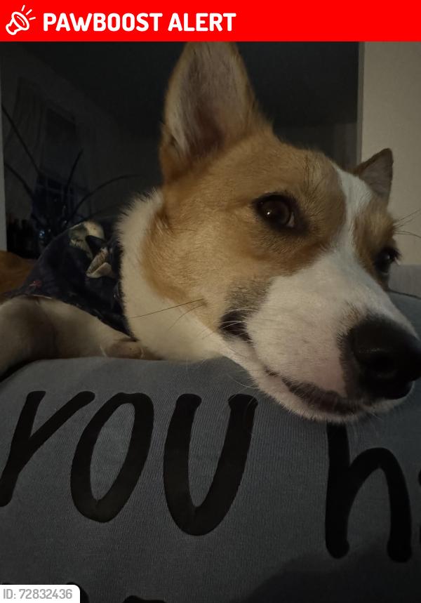 Lost Female Dog last seen Chewning park, Spotsylvania Courthouse, VA 22551