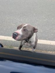 Found/Stray Male Dog last seen Between Academy St. and Hardin Ellison rd., Franklinville, NC 27248