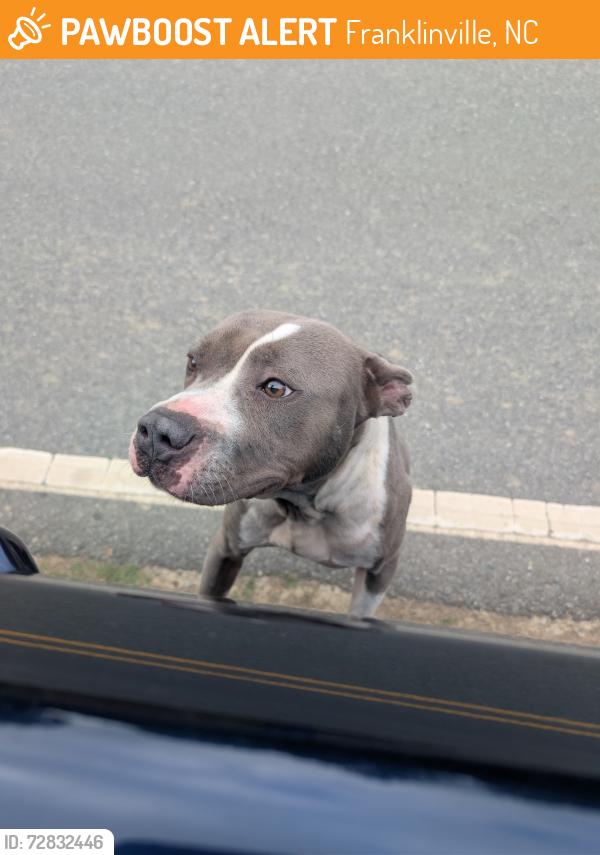Found/Stray Male Dog last seen Between Academy St. and Hardin Ellison rd., Franklinville, NC 27248