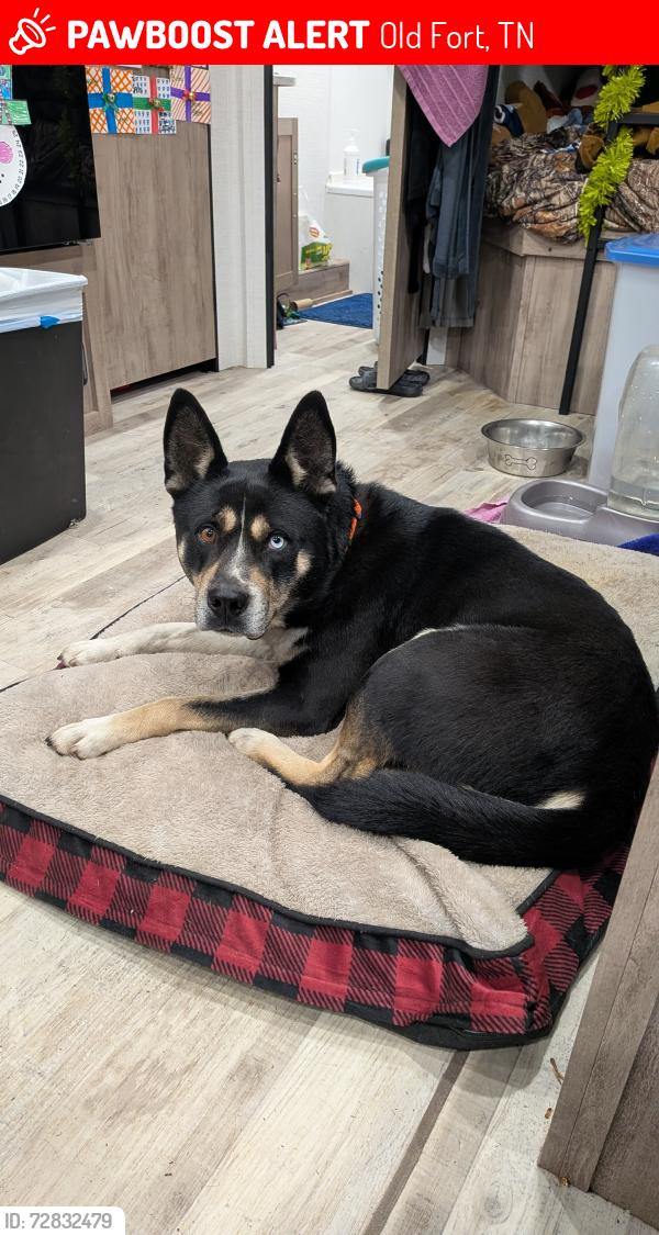 Lost Male Dog last seen Near hwy, Ladd springs rd, Old Fort, TN 37362
