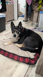 Lost Male Dog last seen Near hwy, Ladd springs rd, Old Fort, TN 37362