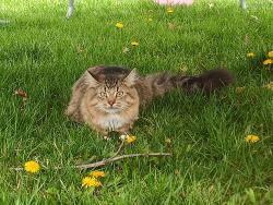 Lost Male Cat last seen Maplecrest,stellhorn,Trier, Fort Wayne, IN 46815