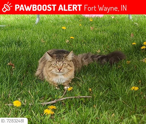 Lost Male Cat last seen Maplecrest,stellhorn,Trier, Fort Wayne, IN 46815
