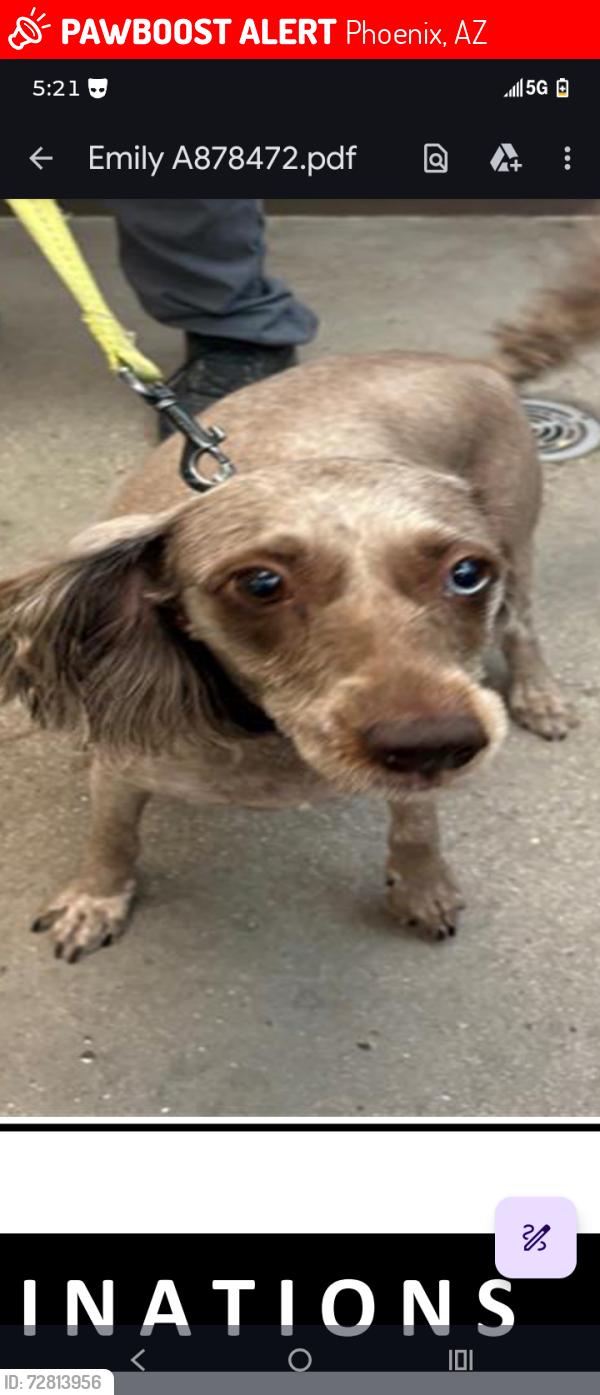 Lost Female Dog last seen Last seen at black canyon how and Holly Street , Phoenix, AZ 85009