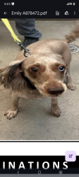 Lost Female Dog last seen Last seen at black canyon how and Holly Street , Phoenix, AZ 85009