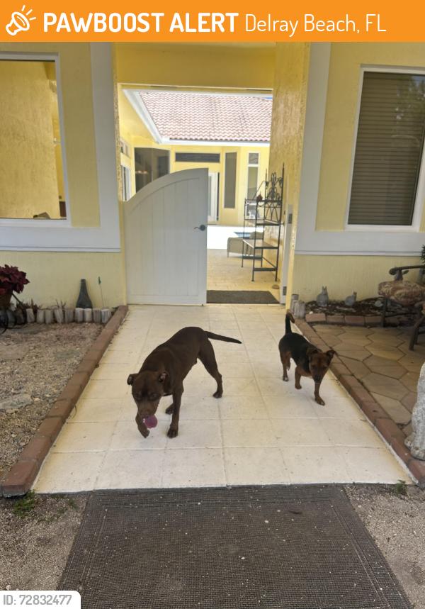 Found/Stray Male Dog last seen Near Atlantic Ave, Delray Beach, FL 33445
