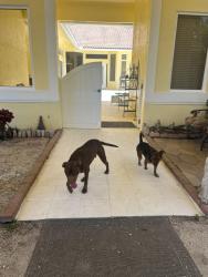 Found/Stray Male Dog last seen Near Atlantic Ave, Delray Beach, FL 33445
