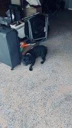 Reunited Male Dog last seen Horne ave. And live oak street Parker fl, Panama City, FL 32404