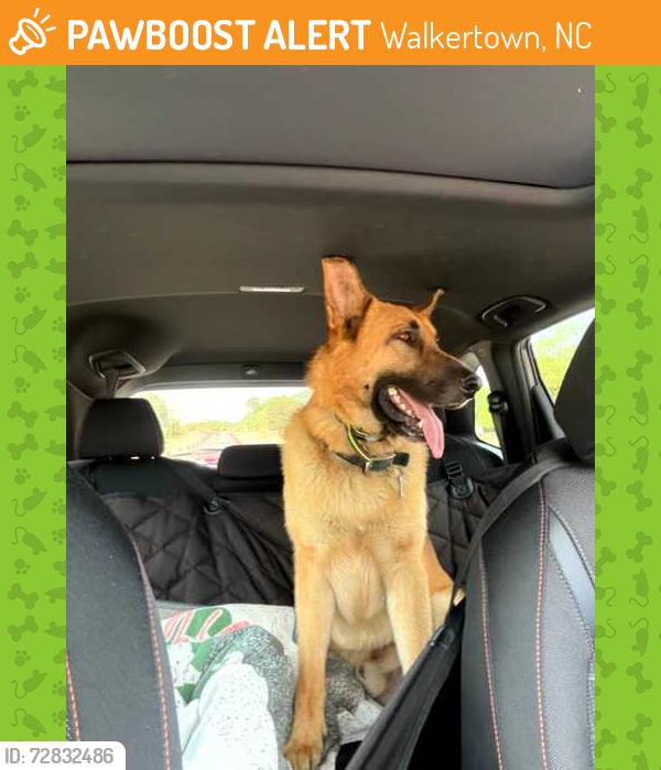 Found/Stray Unknown Dog last seen Unsure, Walkertown, NC 27051