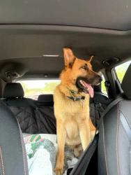 Found/Stray Unknown Dog last seen Unsure, Walkertown, NC 27051