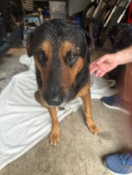 Found/Stray Male Dog last seen Mapple brooke, Houston, TX 77345