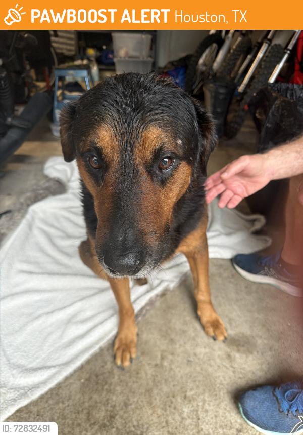 Found/Stray Male Dog last seen Mapple brooke, Houston, TX 77345