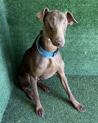 Found/Stray Male Dog last seen W ave l, Lancaster, CA 93534