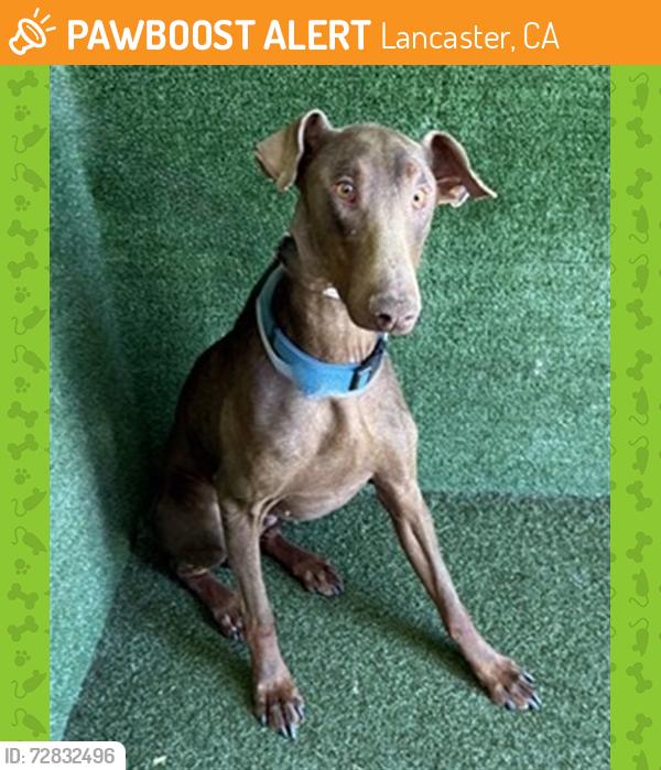 Found/Stray Male Dog last seen W ave l, Lancaster, CA 93534