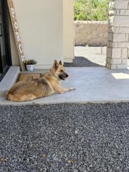 Lost Female Dog last seen Alameda road and Nooch rd Socorro tx, Socorro, TX 79927