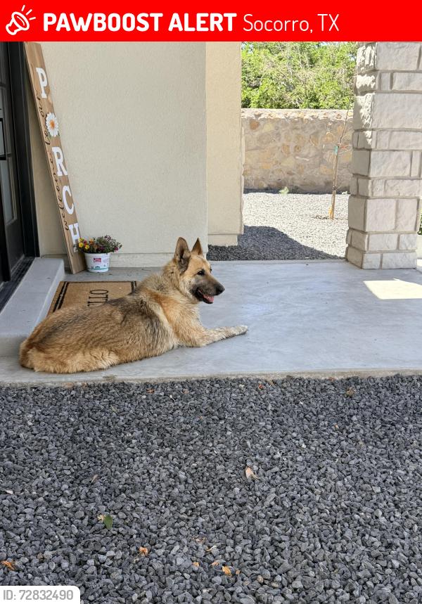 Lost Female Dog last seen Alameda road and Nooch rd Socorro tx, Socorro, TX 79927