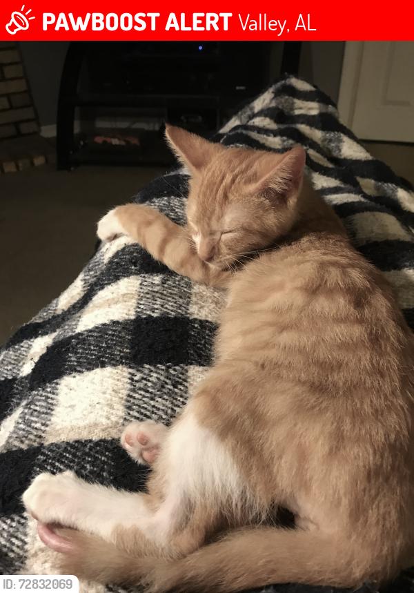 Lost Male Cat last seen Near Lee Rd  271, left onto 496 to mail boxes, right, first hse on left, Valley, AL 36854