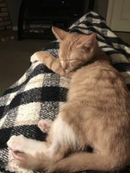Lost Male Cat last seen Near Lee Rd  271, left onto 496 to mail boxes, right, first hse on left, Valley, AL 36854