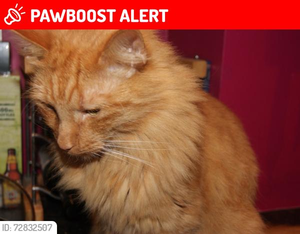Lost Male Cat last seen Horsham station , West Sussex, England RH13
