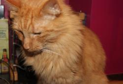 Lost Male Cat last seen Horsham station , West Sussex, England RH13
