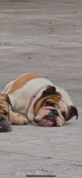 Lost Female Dog last seen Near sw 256 st 33031 hmstd, Homestead, FL 33031