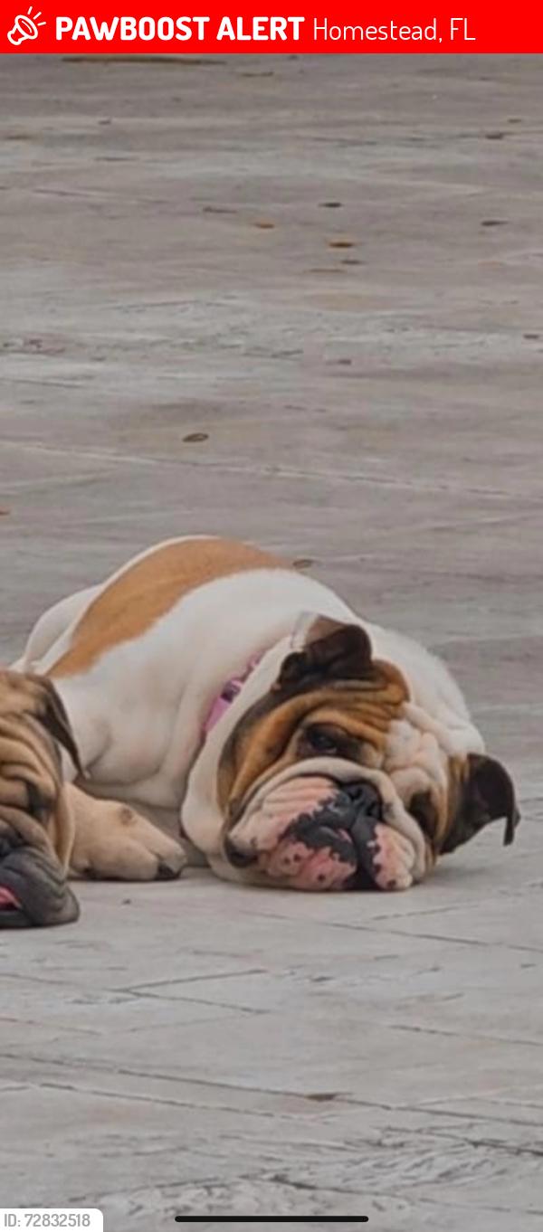Lost Female Dog last seen Near sw 256 st 33031 hmstd, Homestead, FL 33031