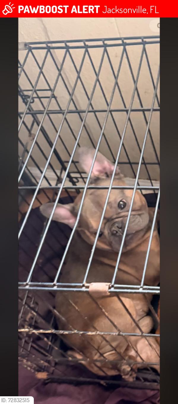 Lost Male Dog last seen 9th & prospect , Jacksonville, FL 32254