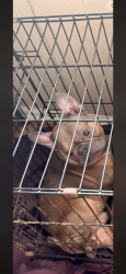Lost Male Dog last seen 9th & prospect , Jacksonville, FL 32254