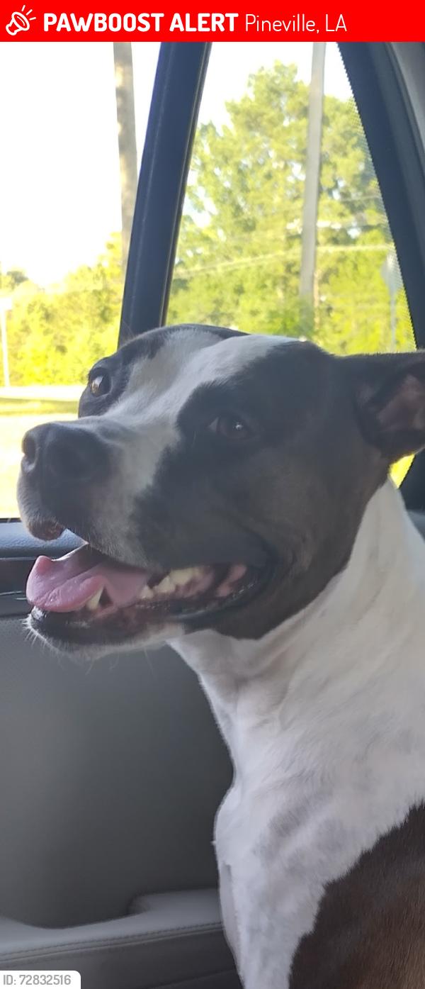 Lost Female Dog last seen Lakeview and shamrock , Pineville, LA 71360