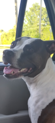 Lost Female Dog last seen Lakeview and shamrock , Pineville, LA 71360