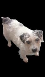 Lost Male Dog last seen Spur 'n S Rodeo, Blaine, TN 37709