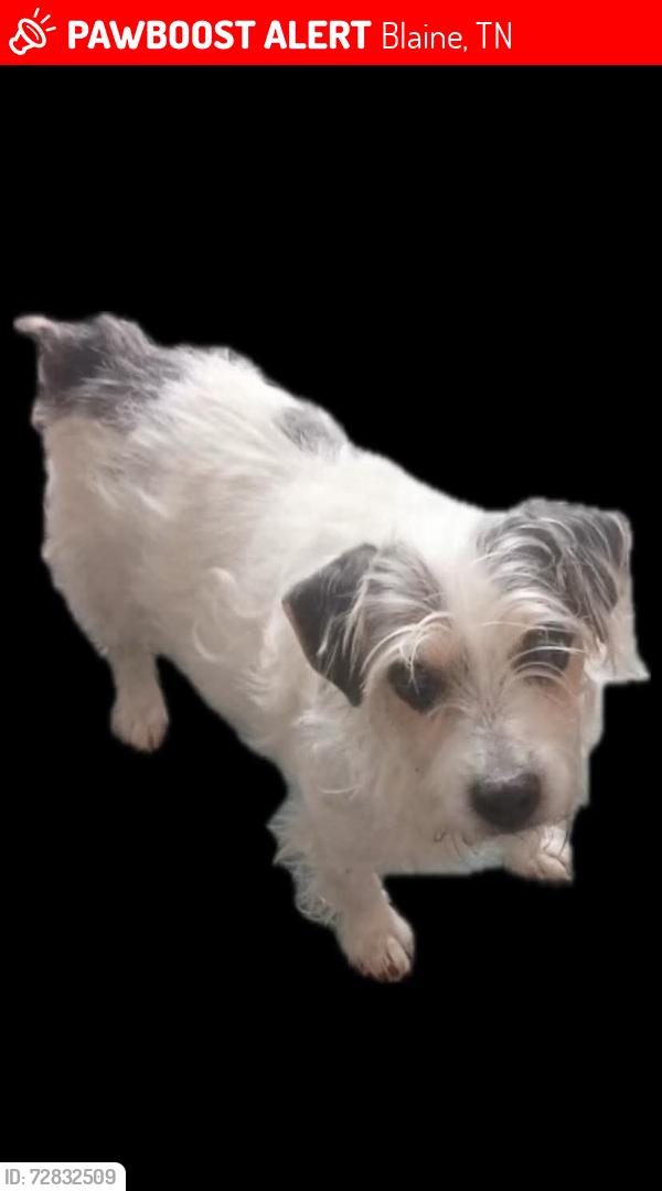 Lost Male Dog last seen Spur 'n S Rodeo, Blaine, TN 37709