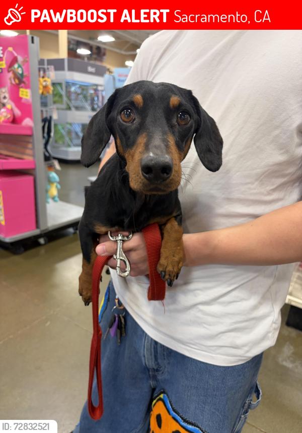 Lost Male Dog last seen elder creek and pantano dr, Sacramento, CA 95824
