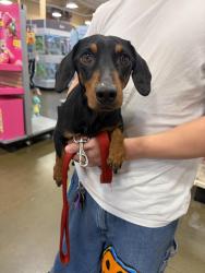 Lost Male Dog last seen elder creek and pantano dr, Sacramento, CA 95824