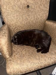 Lost Female Cat last seen Dairy Queen on market street near kreps rd and woodworth rd, North Lima, OH 44452
