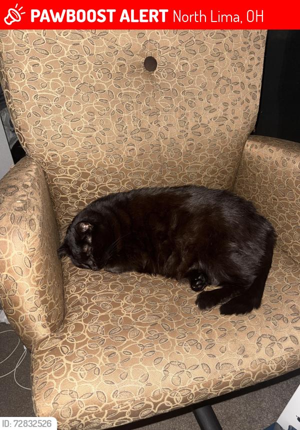 Lost Female Cat last seen Dairy Queen on market street near kreps rd and woodworth rd, North Lima, OH 44452