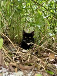Found/Stray Male Cat last seen Sanctuary at winter lakes, Port St. Lucie, FL 34986